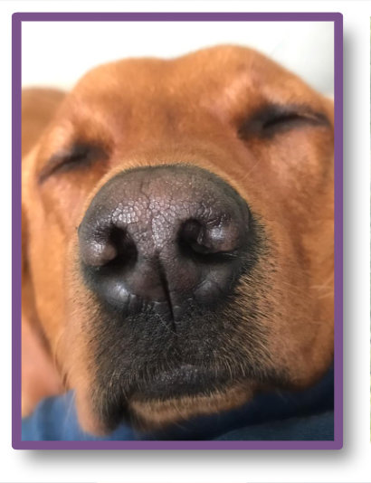 Julias dog